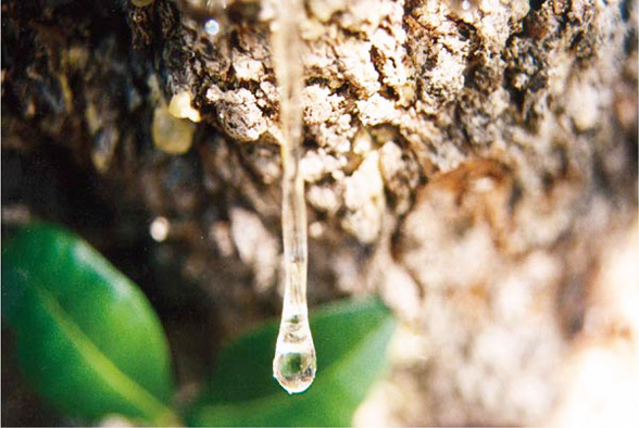 mastic secrets and beauty